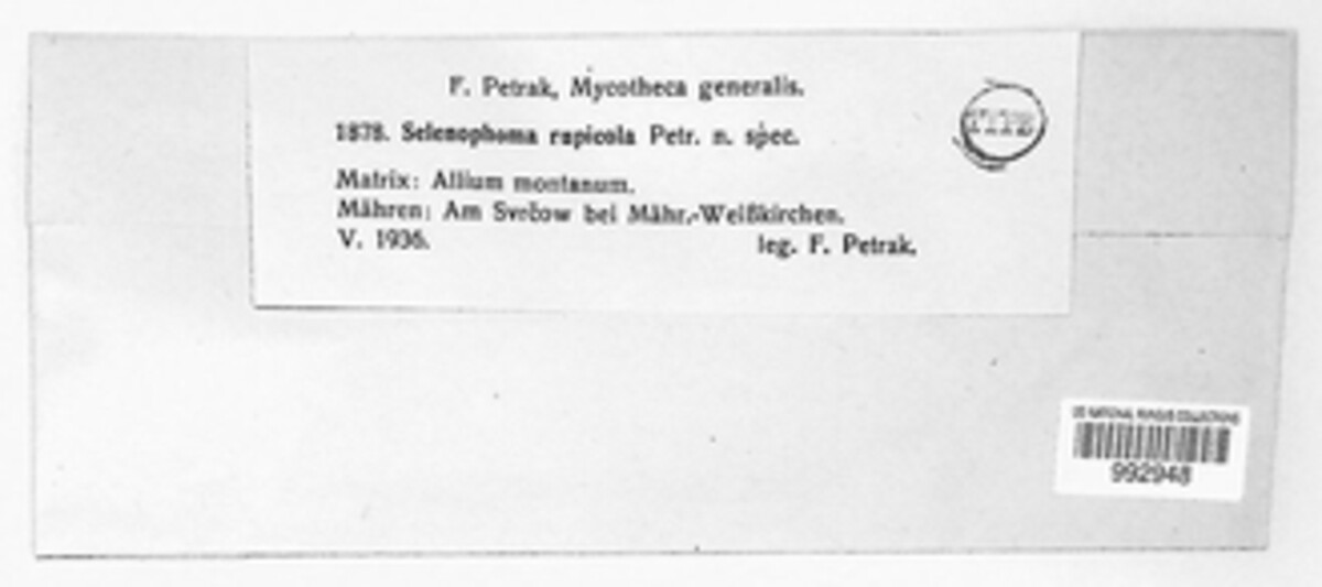 Selenophoma rupicola image